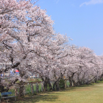 特別養護老人ホーム桜